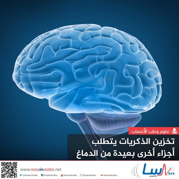 تخزين الذكريات يتطلب أجزاء أخرى بعيدة من الدماغ