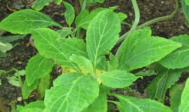 شعب المايا … حقائق وعجائب عن حضارة المايا