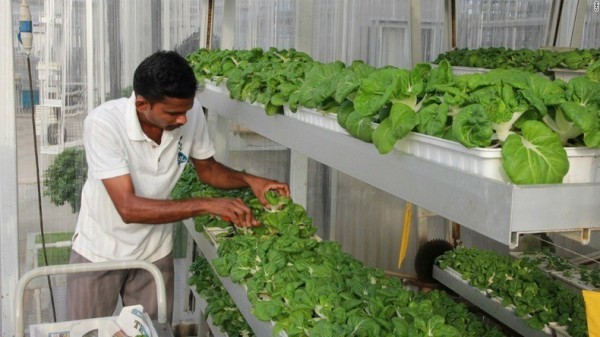 الزراعة العمودية في سنغافورة.. الحاجة أم الإختراع!