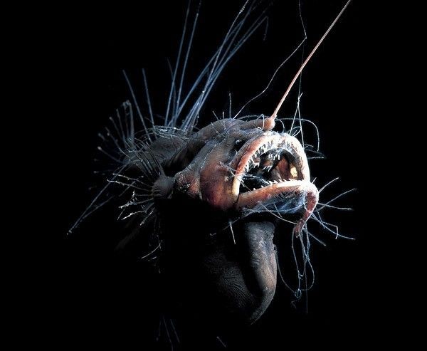 خندق ماريانا العظيم