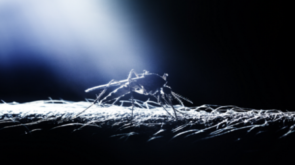 لماذا يطنّ البعوض في آذاننا؟ لماذا يطنّ البعوض في آذاننا؟