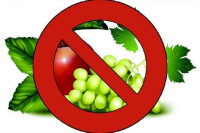 الفواكه الممنوعة للحامل الفواكه الممنوعة للحامل