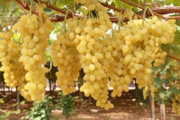 عنب موسكا