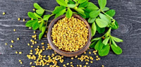 الحلبة وحرقان البول الحلبة وحرقان البول