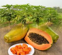 زراعة بذور البابايا زراعة بذور البابايا