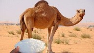 فوائد حليب الابل فوائد حليب الابل