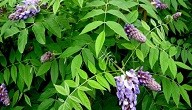 انواع النباتات واسمائها انواع النباتات واسمائها