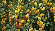 شجرة السدر وفوائدها شجرة السدر وفوائدها