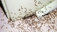 كيفية القضاء على النمل كيفية القضاء على النمل