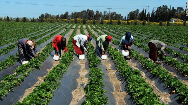 انواع الزراعة انواع الزراعة