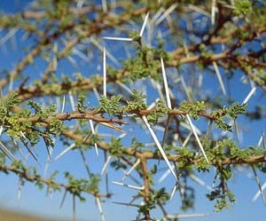 عشبة القنق الافريقية