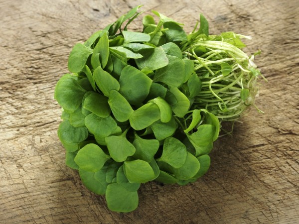 فوائد الرجلة للكولسترول