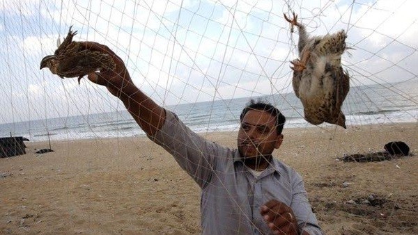 طريقة صيد الطيور بالشبكة طريقة صيد الطيور بالشبكة