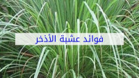 فوائد عشبة الأذخر فوائد عشبة الأذخر
