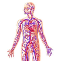 الاعصاب في جسم الانسان