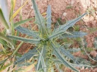 النباتات الشوكية البرية النباتات الشوكية البرية