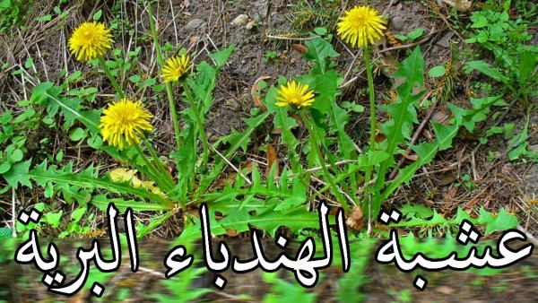 ماهي عشبة الهندباء