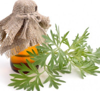 ماهي عشبة الشيبة ماهي عشبة الشيبة