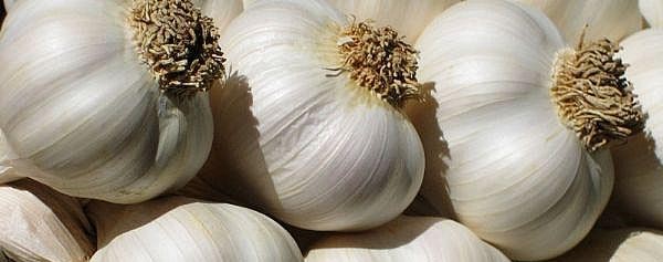 الثوم، منافعه واضراره