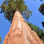 اطول شجرة في العالم اطول شجرة في العالم