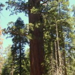 اطول شجرة في العالم اطول شجرة في العالم