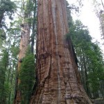 اطول شجرة في العالم اطول شجرة في العالم