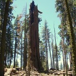 اطول شجرة في العالم اطول شجرة في العالم