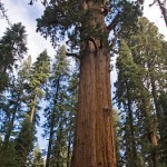 اطول شجرة في العالم اطول شجرة في العالم