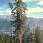 اطول شجرة في العالم اطول شجرة في العالم