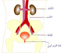 اسباب و علاج التهاب المسالك البولية