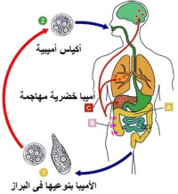 الوقاية والعلاج من الجيارديا