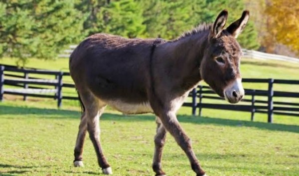 التفسير العلمي لنهيق الحمار