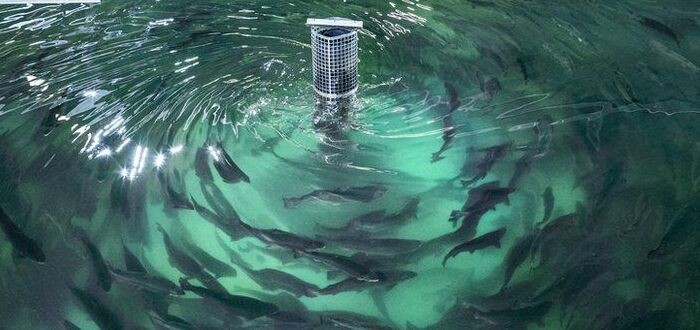 أمراض الأسماك في المزارع السمكية