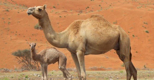 كم مدة حمل الناقة ؟ .. وكم مره تلد كم مدة حمل الناقة ؟ .. وكم مره تلد