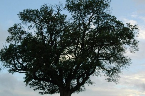 كيف تعرف عمر الشجرة