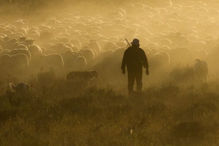 تعريف مهنة الرعي وأهميتها