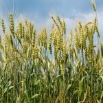 الفرق بين الشوفان والشعير الفرق بين الشوفان والشعير