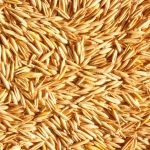 الفرق بين الشوفان والشعير الفرق بين الشوفان والشعير