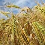 الفرق بين الشوفان والشعير الفرق بين الشوفان والشعير