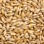 الفرق بين الشوفان والشعير الفرق بين الشوفان والشعير