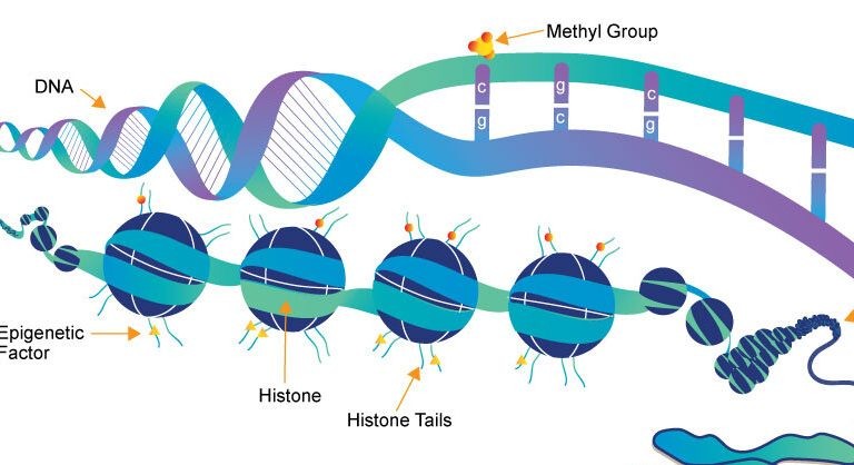 ماهي الهستونات ووظائفها