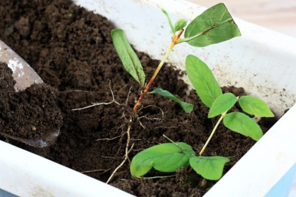 أنواع التكاثر الخضري في النبات