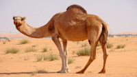 فوائد سنام الجمل للرجال
