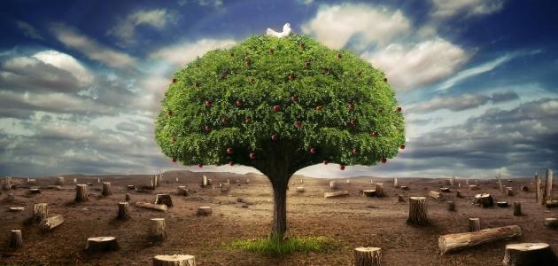 ماهو لحاء الأشجار واهميتة