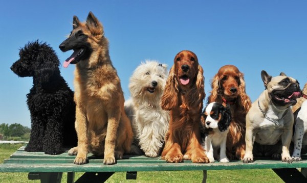 كم تعيش الكلاب كم تعيش الكلاب