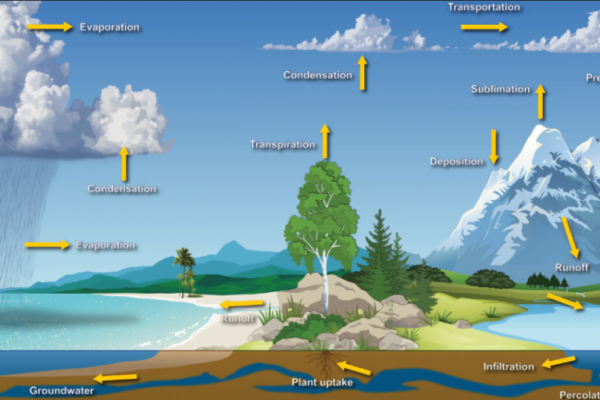 مراحل دورة المياه في النظام البيئي مراحل دورة المياه في النظام البيئي