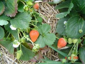 أنواع الفراولة