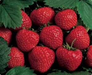 أنواع الفراولة