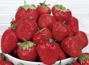 أنواع الفراولة