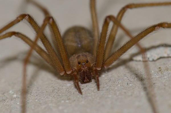 اخطر العناكب في العالم بالصور